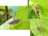 Phaneroptera sp.